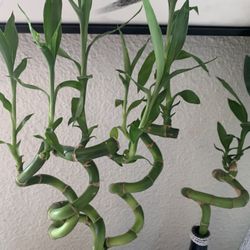 Lucky Bamboo 