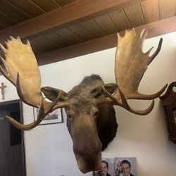 Moose Head For Sale