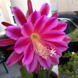 Beautiful Epiphyllum Orchid Cactus Plant