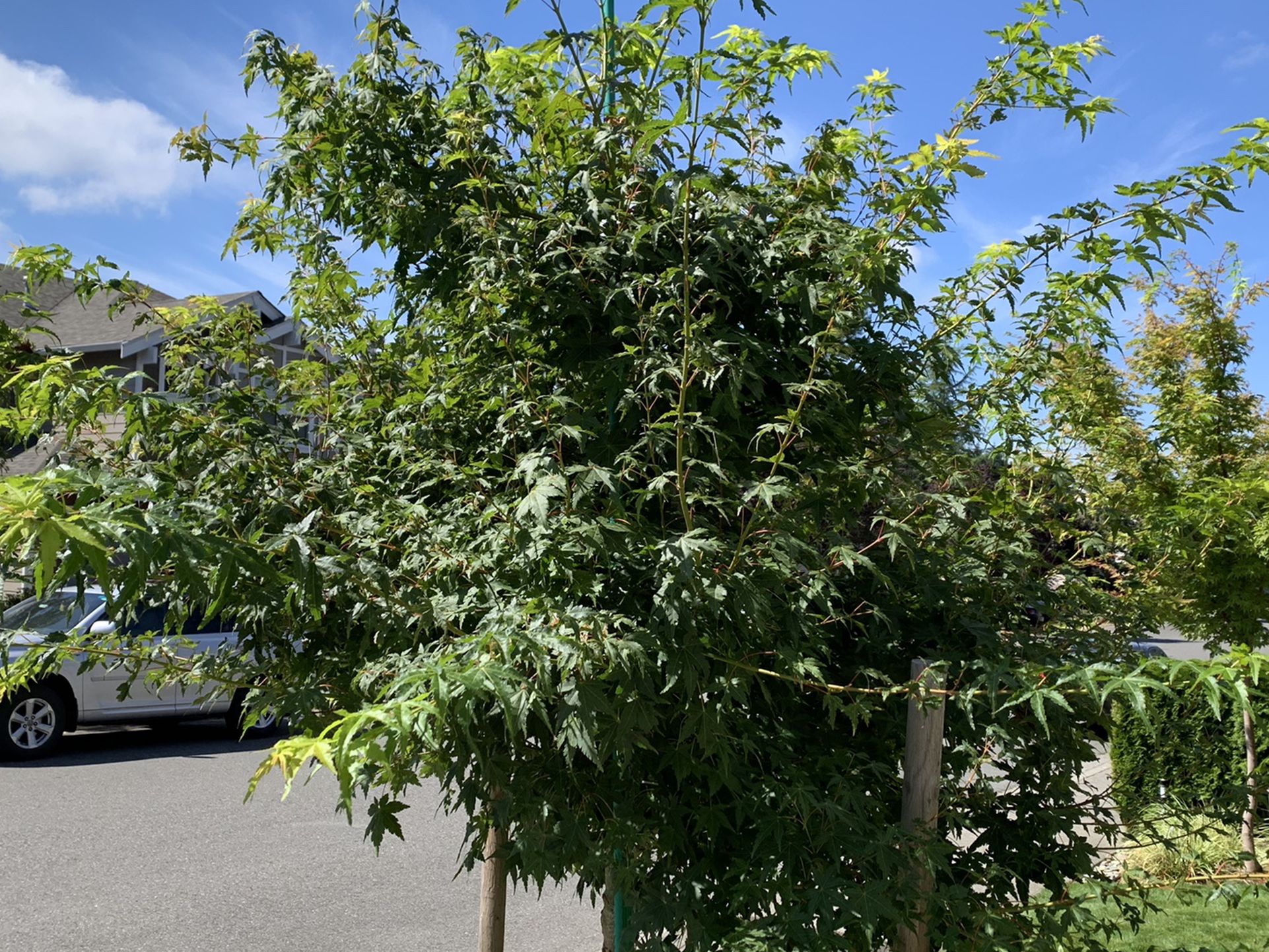 Japanese Green Acer palmatum Maple 