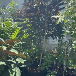 Clerodendron (Starburst) Trees