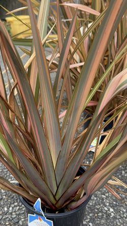 ✨ Phormium tenax – New Zealand Flax, 24”+ Tall 🌿