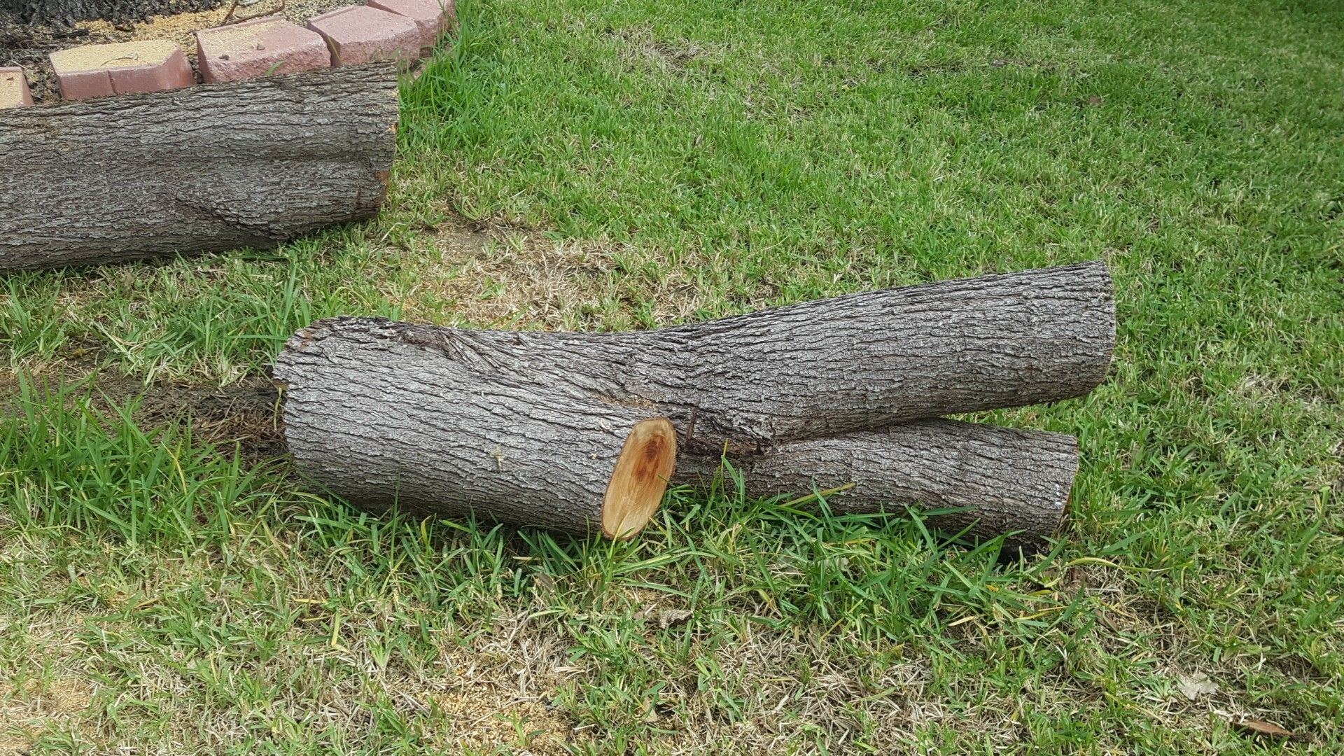 FREE tree trunk! for Sale in Arlington, TX OfferUp