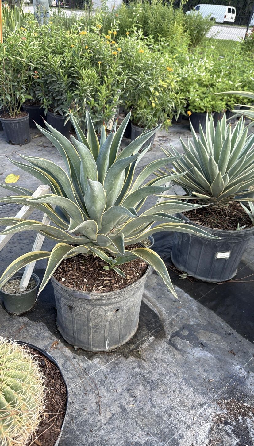 Variegated Agave - 7gl