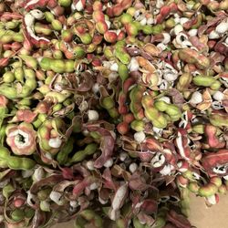 Guamuchiles