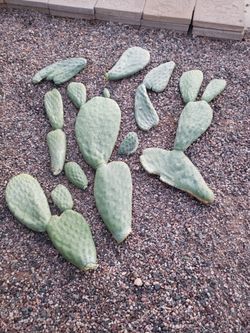 Spineless Opuntia Prickly Pear Cuttings