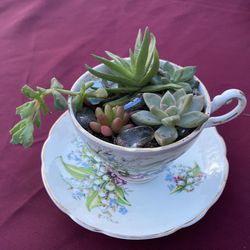 Succulent Arrangement!
