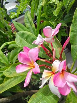 Beutiful pink plumeria