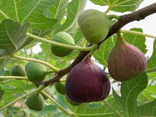 Fig Plant. Planta DE Igos