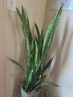 Snake plant (3years old)