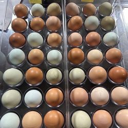 Farm Eggs
