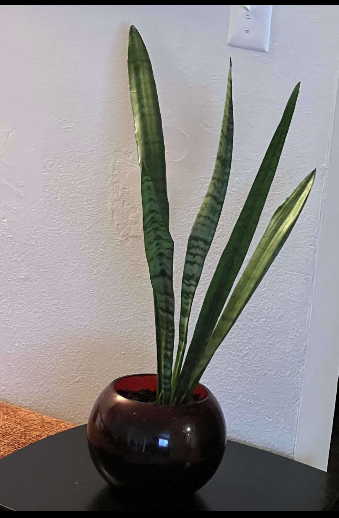 Snake Plant
