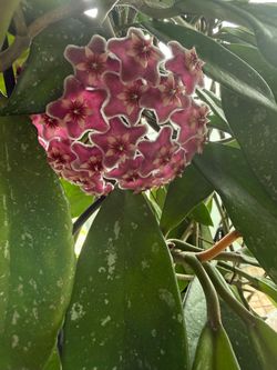 Hoya Wibergiae