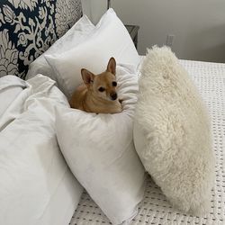 FREE: King bed frame and headboard