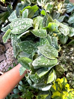 Silver Satin Potho Plants trầu bà lụa
