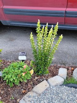 Paloma Blanca Euonymus shrub