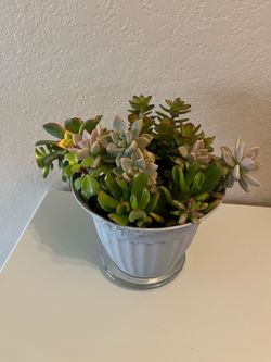 Succulent Mix