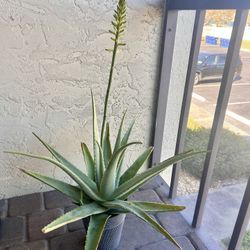 Aloe Vera Plant