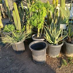 Plants Nursery Sell Out Plus Arts
