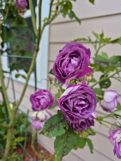 A Chinese rose