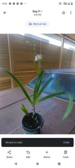 Iris Blanco 1g flor pequeña