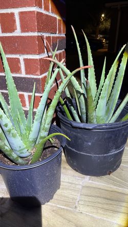 $10 a pot alovera