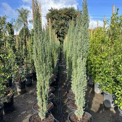 Italian Cypress Hedge
