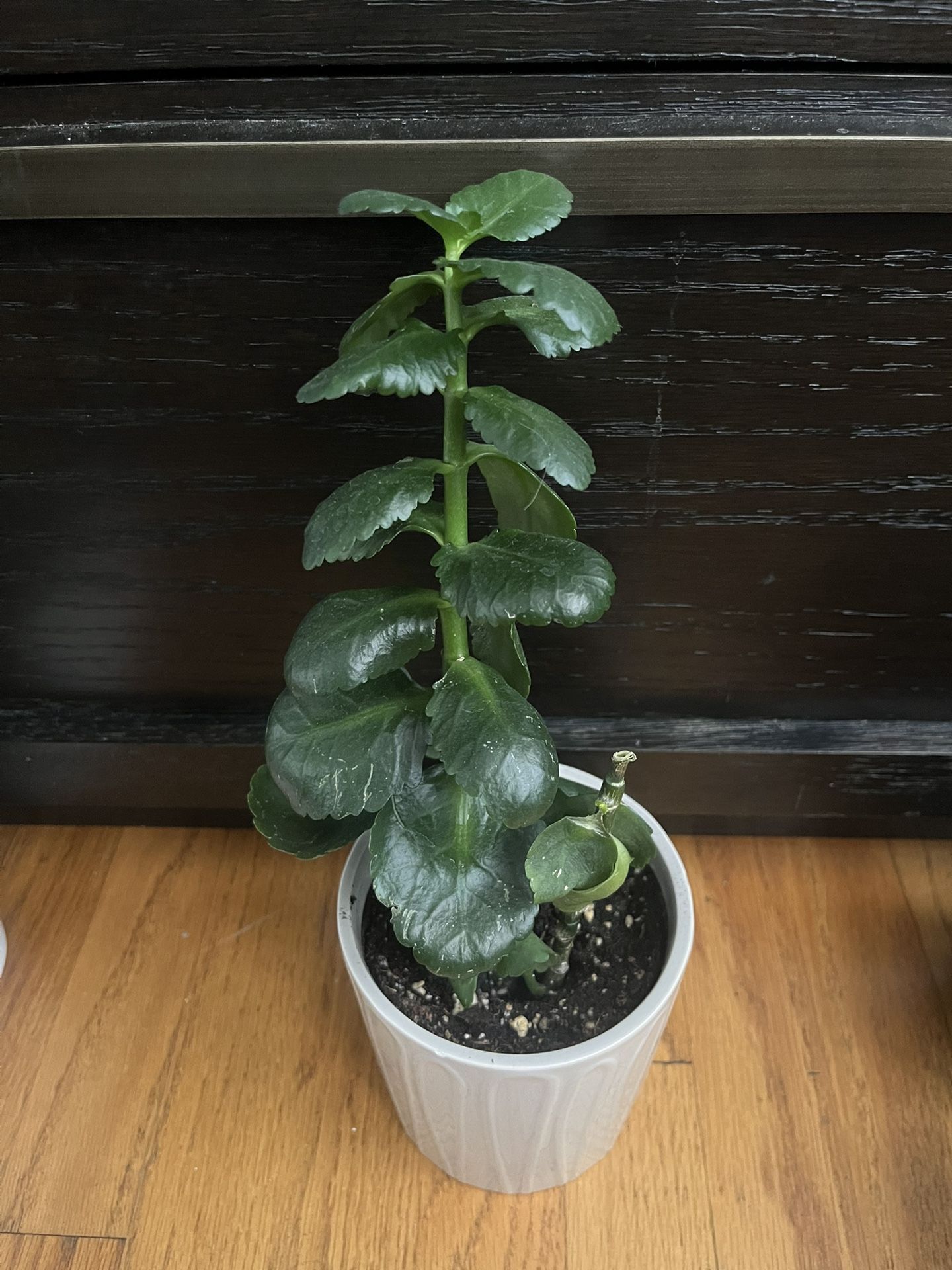 Kalanchoe Blossfeldiana