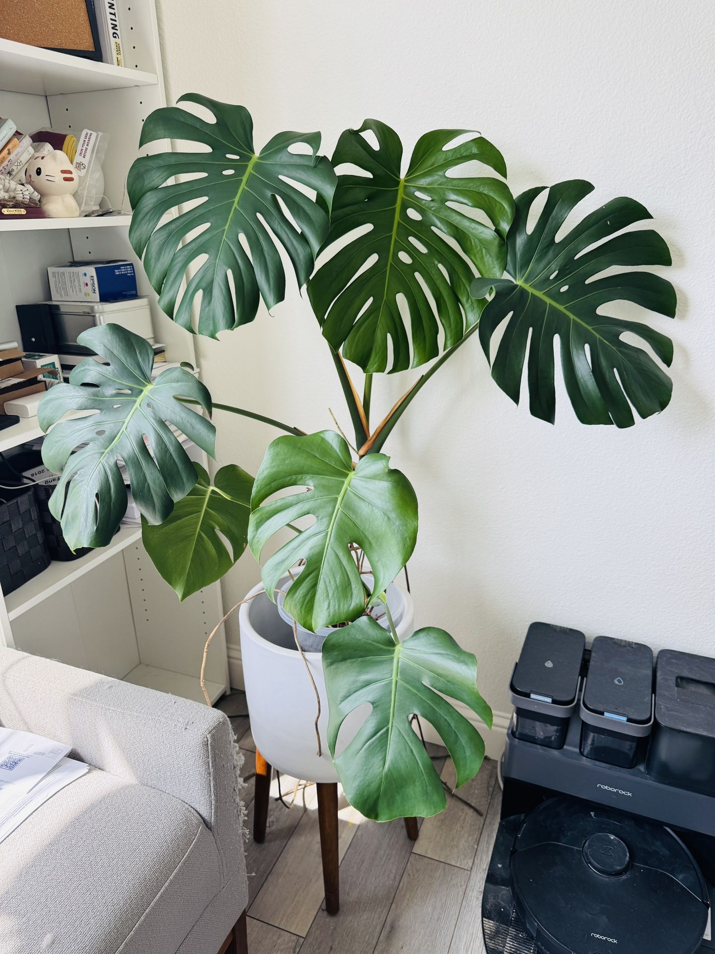 Huge Monstera Swiss Cheese House Plants