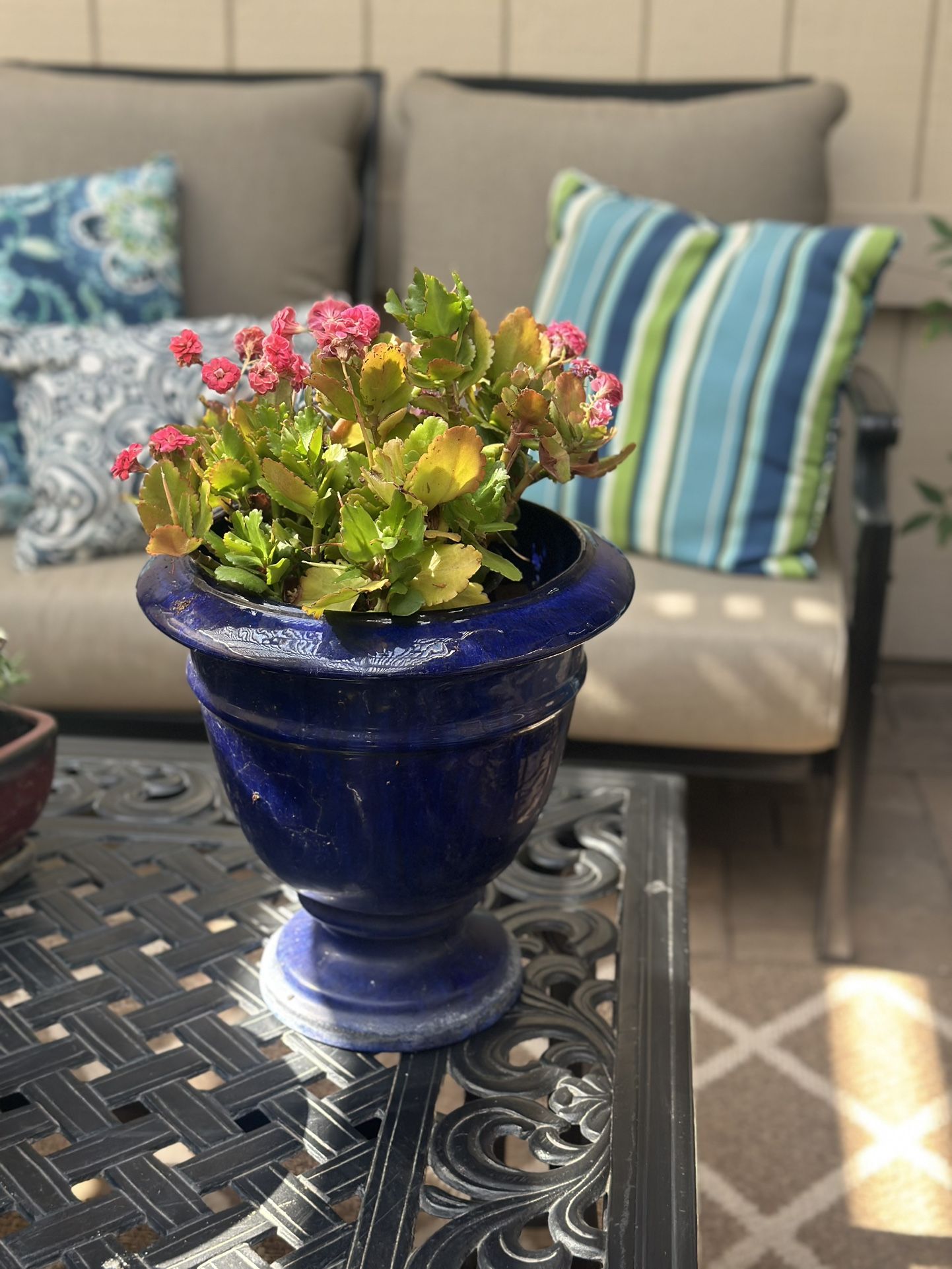 Cute Plant Pot with Succulent