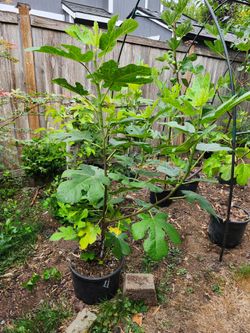 Fig tree.  Hardy chicago.
