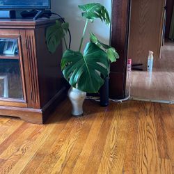 Monstera Deliciosa 