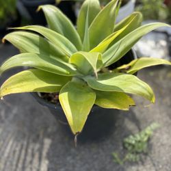 Big Collection Of Plants Most Of Them In 5 Gallon Pot