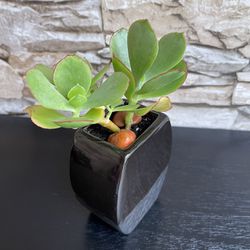 Succulent House Plant In Cute Textured Ceramic Pot 4.5"H.