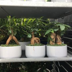 Bonsai In 6” Ceramic Pot. SPECIAL PRICE!🤩