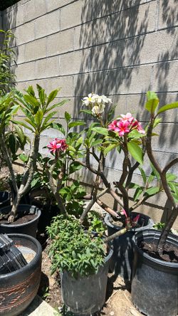 White/Pink   Plumeria.