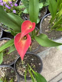 Calla Lilly Garnet Red 
