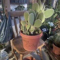 Bunny Ears Cactus 