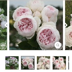 Earth Angel Parfuma Rose. 5 gallon Own root by Kordes $50 each