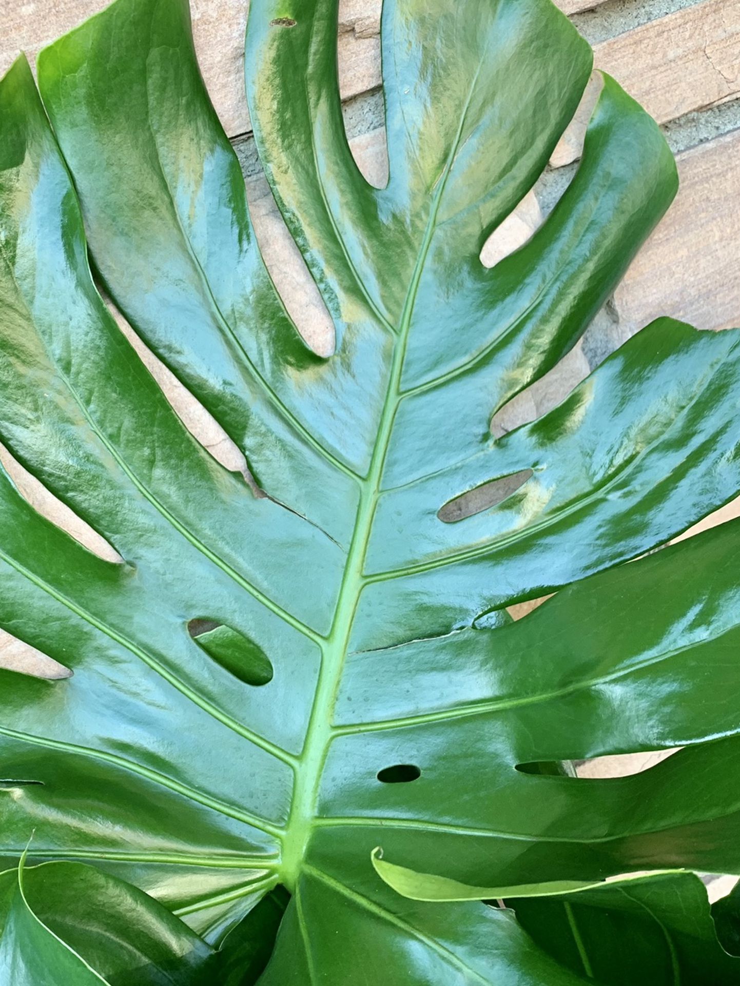 Gigante Monstera Leaves And Pot 4-5 Feet Big