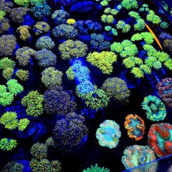 🔥CORALS DECORATIONS FOR MARINE TANK OVER 500 CORALS IN STOCK PICK-UP - DELIVERY - SHIP