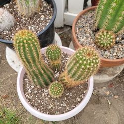 Cactus cluster in 10inch pot