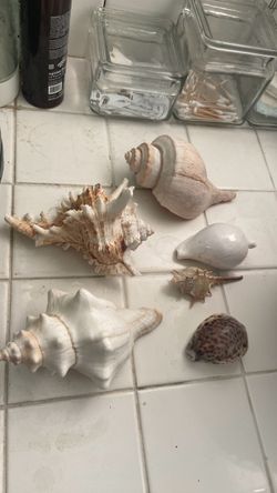 Sea shells
