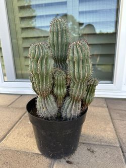 Cacti Family