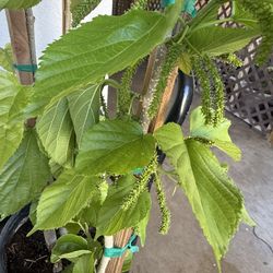 . Pakistani Mulberry Trees Already Laden with Fruit, 5 Feet Tall, $65 Each, Firm Price