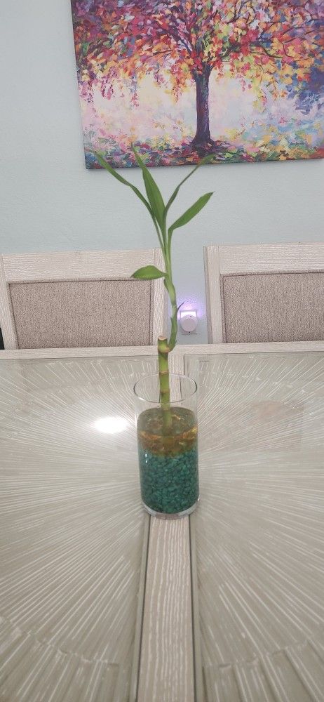 Beautiful Bamboo Plant For Good Fortune