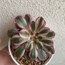 Planta Koreana Succulenta, En Maceta De 4 Pulgadas Pick Up Only