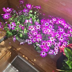 Flower Arrangement