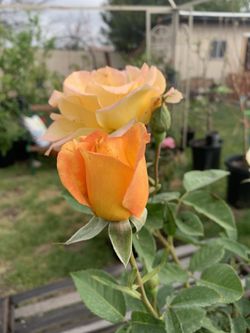 Rose Plants  “Rosas”