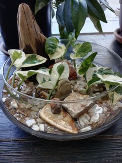 Glass terrarium/plants